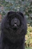 CHOW CHOW 807